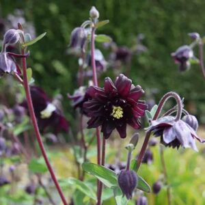 Aquilegia vulgaris var. stellata 'Black Barlow' (Barlow Series) (d) ---